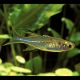 Marosatherina ladigesi - Telmatherina ladigesi 2-3 cm lot de 5 19,50 €