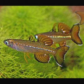 Melanotaenia lacustris - Poisson arc-en-ciel turquoise - Aquaplante