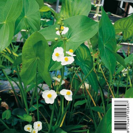 Sagitaria latifolia - flèche d'eau 3,50 €