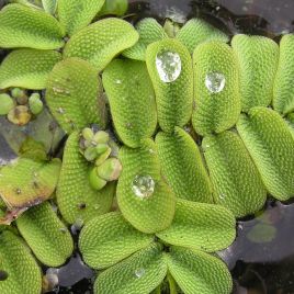 Salvinia natans