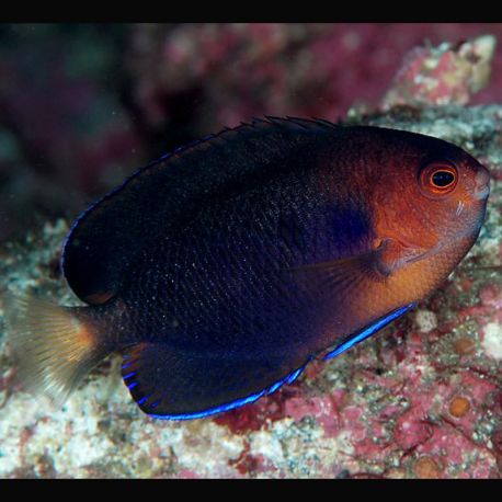 Centropyge Flavicauda : 2.5 - 3.5 cm  