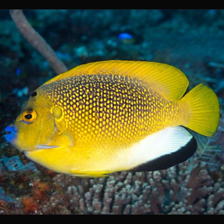 Apolemichthys trimaculatus : 5-6 cm