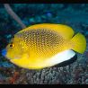 Apolemichthys trimaculatus : 5-7 cm