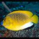 Apolemichthys trimaculatus : 9-12 cm  149,50 €