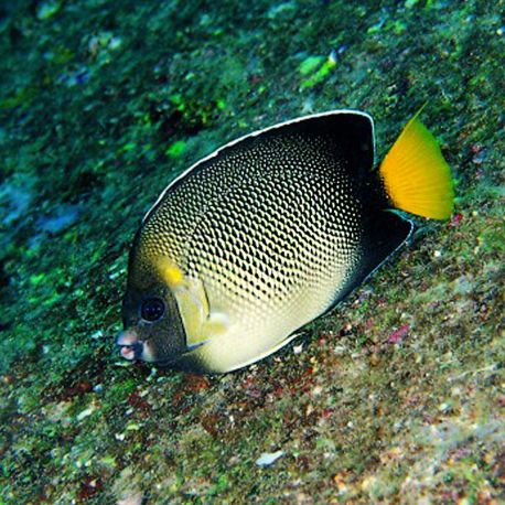 Apolemichthys Xanthurus : 10 cm  54,50 €