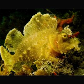 Rhinopias frondosa jaune 12-15 cm