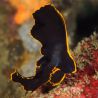 Platax pinnatus : 10-12 cm *(sauvage)