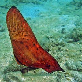 Platax orbicularis : 3 à 5cm  