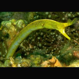 Rhinomuraena quaesita jaune (40-70 cm)