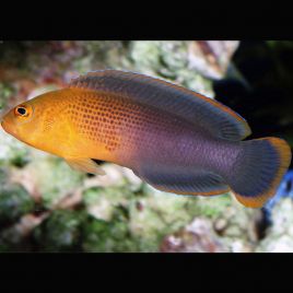 Pseudochromis dilectus 5-7 cm