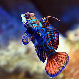 Synchiropus splendidus mâle * 3-5 cm