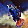 Synchiropus splendidus mâle * 3-5 cm 