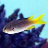 Neopomacentrus nemurus 3-4 cm