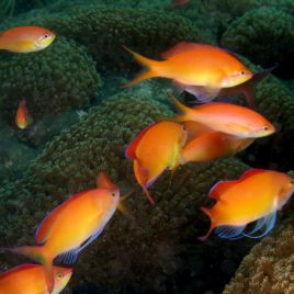 Pseudanthias dispar : 3 à 4 cm  
