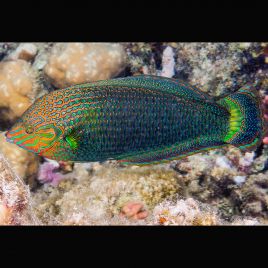 Halichoeres Marginatus (couleur juvénile gris) : 6 à 8 cm  