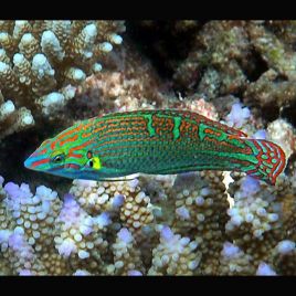 Halichoeres chrysotaenia : 6 à 10 cm  
