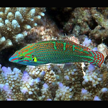 Halichoeres chrysotaenia : 6 à 10 cm  