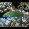 Halichoeres chrysotaenia : 6 à 10 cm  