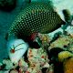 Novaculichthys taeniourus : 4-6 cm  29,50 €