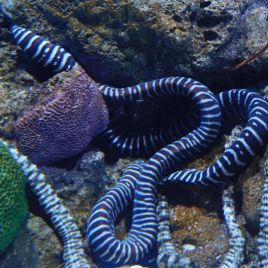 Gymnomuraena zebra : 40-45 cm  