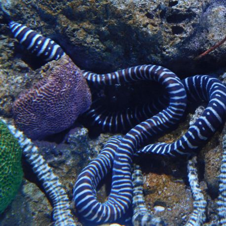 Gymnomuraena zebra : 50-80 cm  