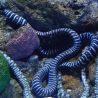 Gymnomuraena zebra : 50 cm