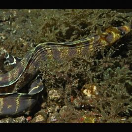 Echidna polyzona : 20 cm  