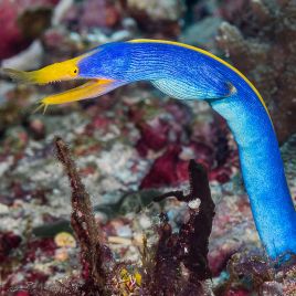 Rhinomuraena quaesita bleu : 60-80cm  