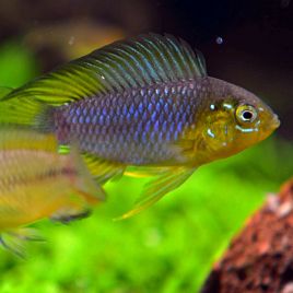 Apistogramma Borelli le couple