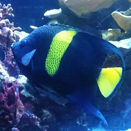 Pomacanthus Asfur juvenile d’élevage 1-2 cm 
