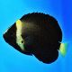 Chaetodontoplus Dimidiatus 5-6 cm d’élevage