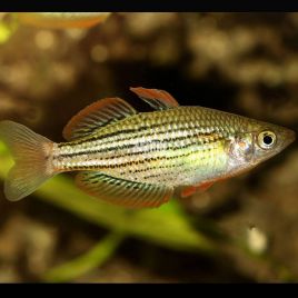 Melanotaenia Maccullochi  3-4cm            