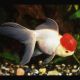 Red Kap tête de lion 4-5 cm 6,50 €