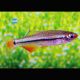 Tanichtys Micagemmae