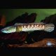 Channa Stewartii 12-15 cm 47,50 €