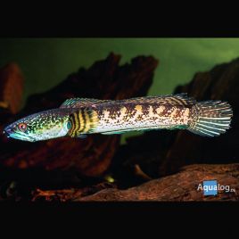 Channa Stewartii 22-25 cm