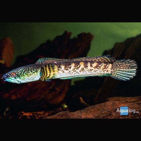 Channa Stewartii 12-15 cm 47,50 €