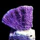 Montipora verrucosa mauve 4-7 cm 59,50 €