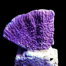 Montipora verrucosa mauve 4-7 cm 59,50 €