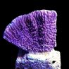 Bouture Montipora verrucosa mauve 4-7 cm