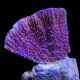 Montipora verrucosa mauve 4-7 cm 59,50 €