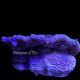 Montipora verrucosa mauve 4-7 cm 59,50 €