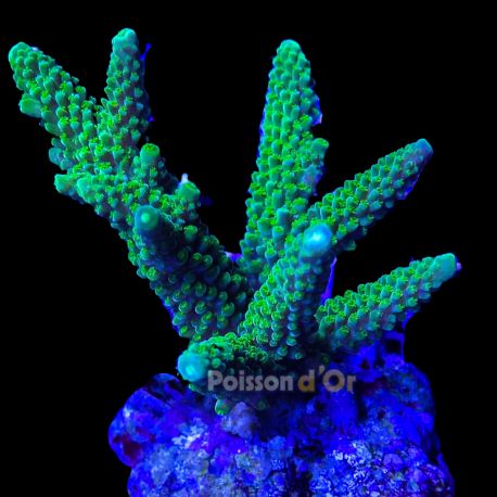 Acropora formosa Vert 12 cm 57,50 €