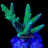 Acropora formosa Vert 10-12 cm