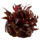 Tropica 1-2-Grow! Alternanthera reineckii 'Mini' 6,95 €