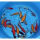 Goldfish Mix 5-8 cm lot de 10 18,50 €