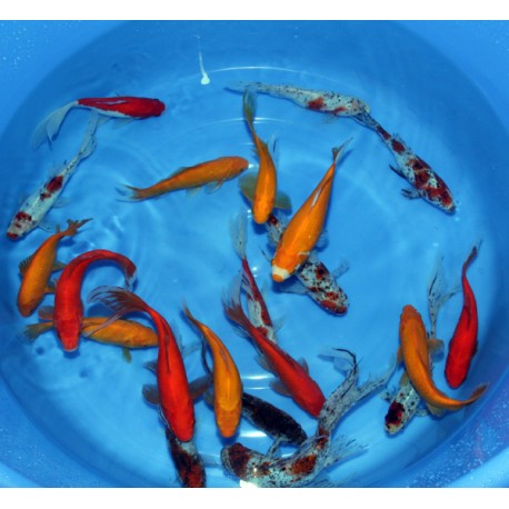 Goldfish Mix 5-8 cm lot de 10 18,50 €