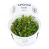 Tropica 1-2-Grow! Bacopa caroliniana 