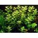 Tropica 1-2-Grow! Bacopa caroliniana 