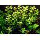 Tropica 1-2-Grow! Bacopa caroliniana  6,95 €